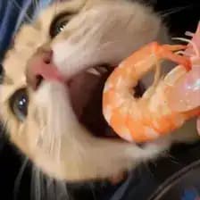 a cat eating a shrimp